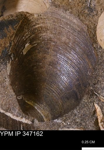 Limopsis striatopunctatus