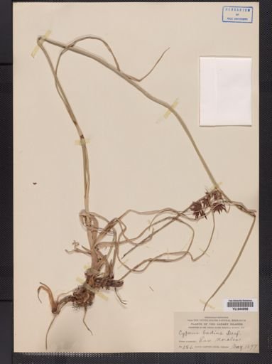 Cyperus