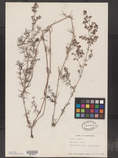 Galium verum