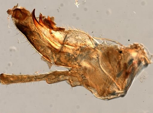 Orchelimum vulgare