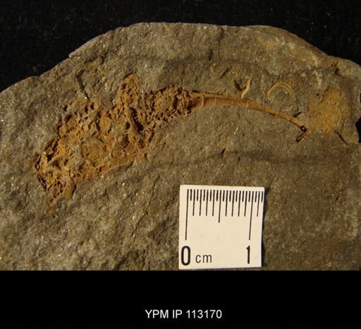 Dendrocystites sedgwicki