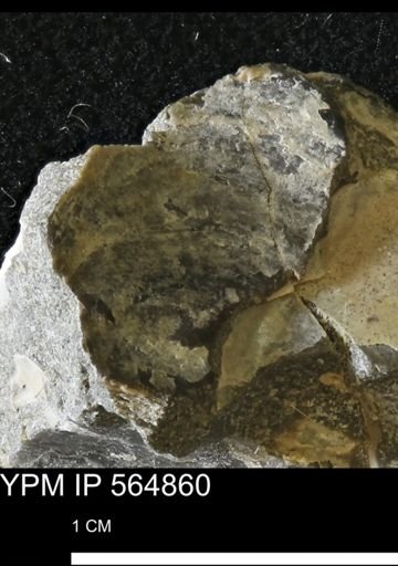 undet. Bivalvia