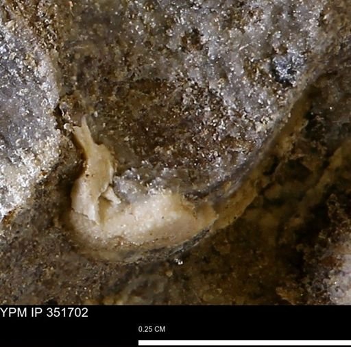 undet. Bivalvia