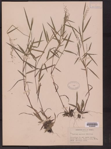 Panicum spretum