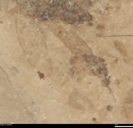 undet. Diptera