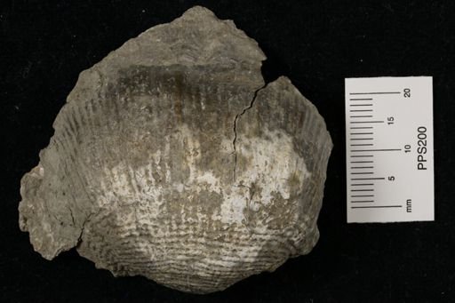 Dictyoclostus americanus