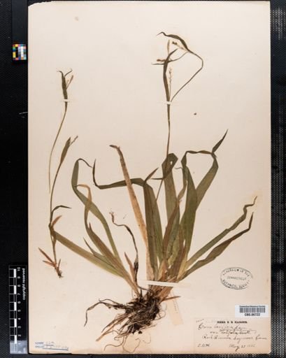 Carex laxiflora