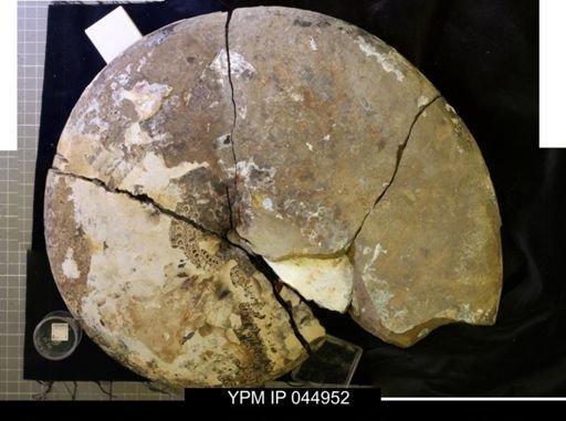 Sphenodiscus lenticularis