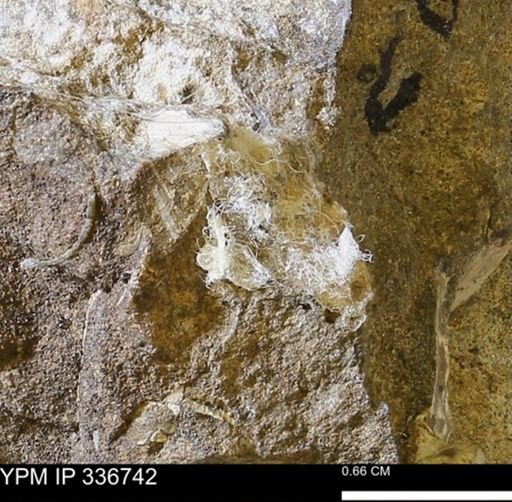 undet. Mollusca