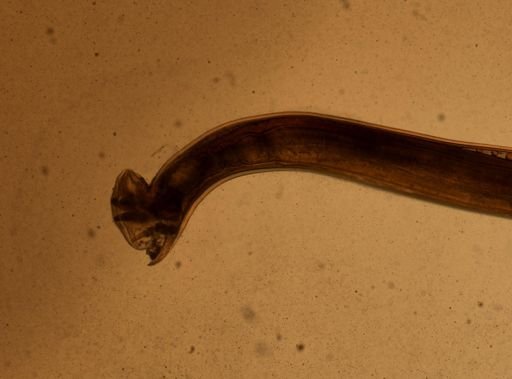Ancylostoma caninum