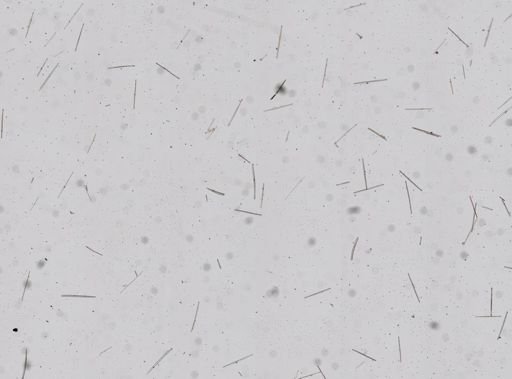 Hymedesmia sp.