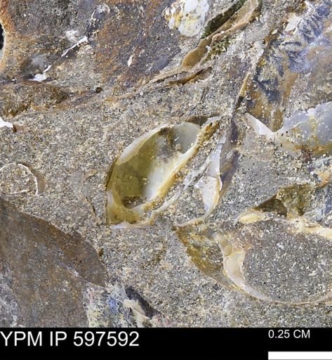 undet. Mollusca
