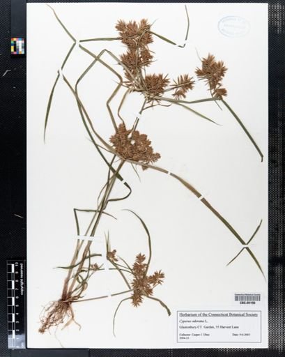 Cyperus odoratus