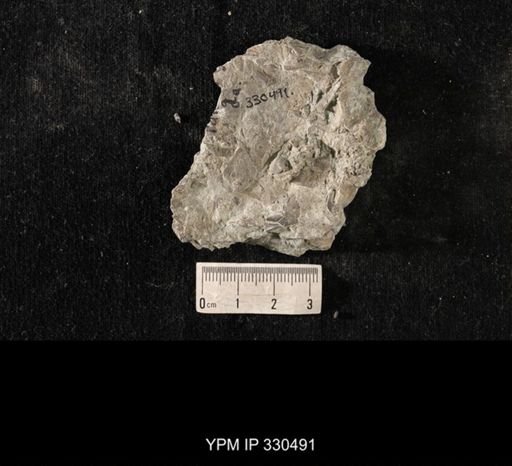 Strophomena sp.