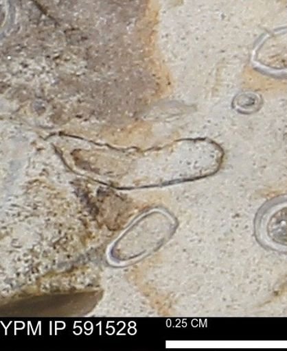 Serpulidae
