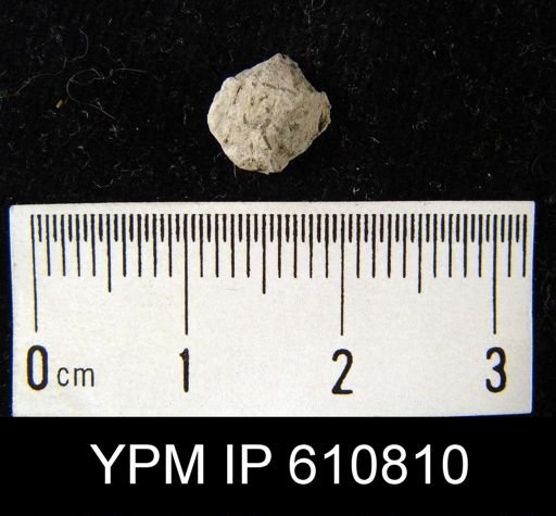 Productella sp.