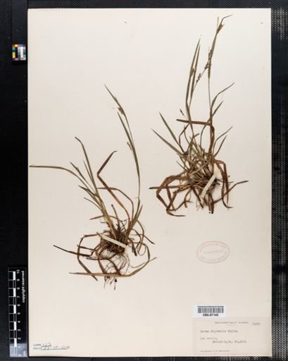 Carex digitalis