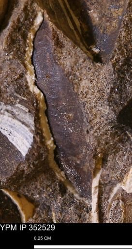 undet. Bivalvia