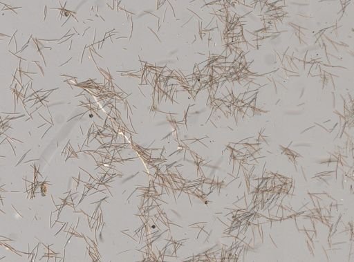 Haliclona (Soestella) caerulea