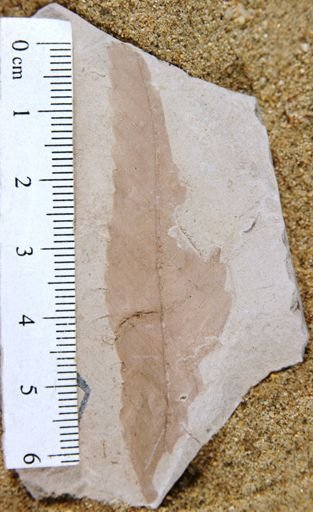 Zelkova drymeja
