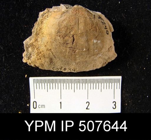 Schizophoria?
