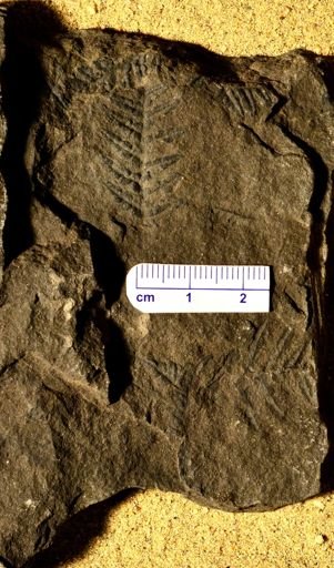 Pecopteris inflata