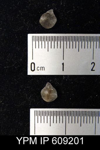 Rensselaeria mutabilis