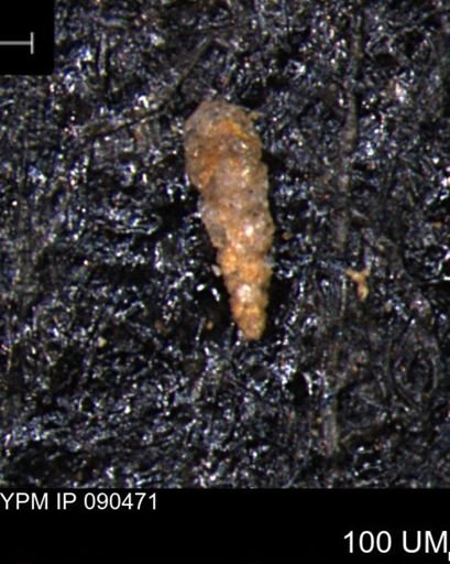Verneuilinoides hectori