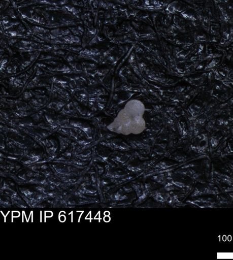 undet. Heterohelicidae