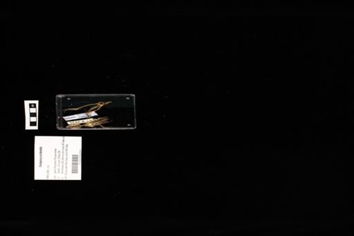 Sceloporus occidentalis