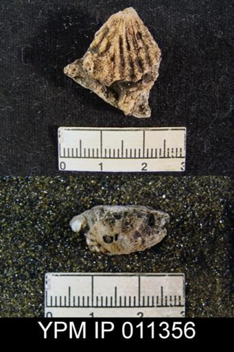 Meekella sp.