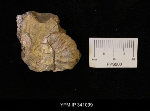 Scaphites sp.