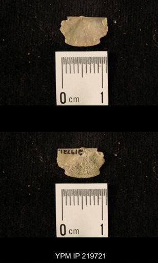 Chonetes granulifer