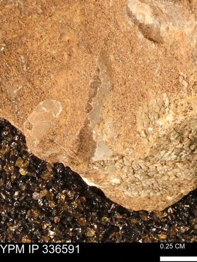 undet. Mollusca