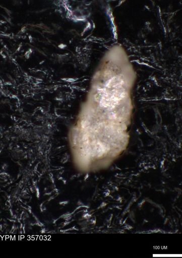 undet. Foraminiferida