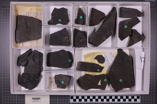mixed taxa, stratigraphic collection