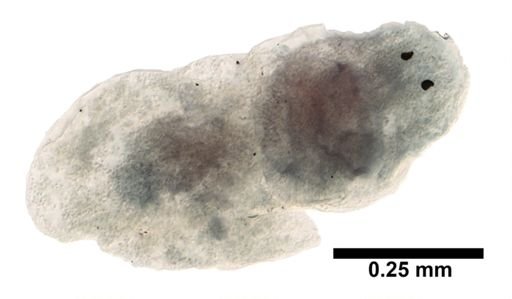 Turbellaria