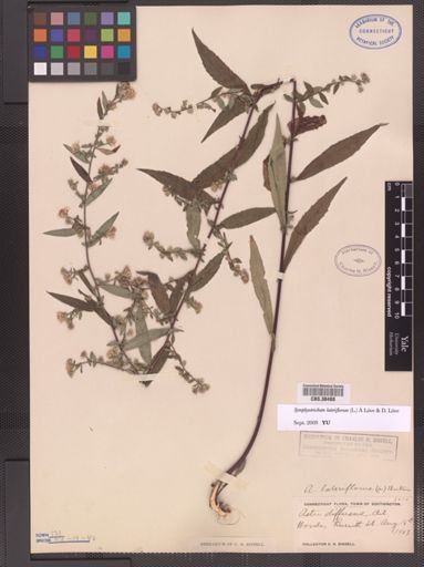 Symphyotrichum lateriflorum