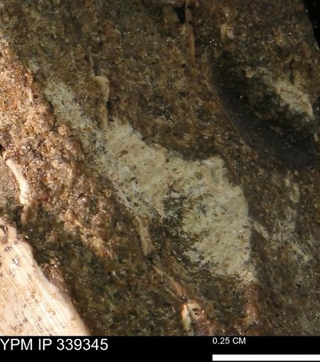 undet. Mollusca