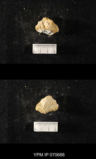 Favosites? louisvillensis