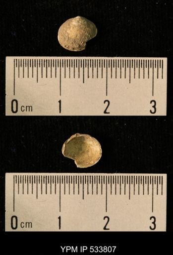Macoma groenlandica