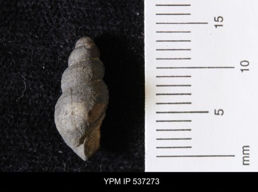 Goniobasis ortmanni
