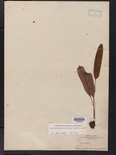 Elaphoglossum