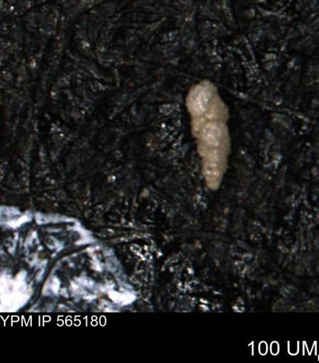 Verneuilinoides kansasensis