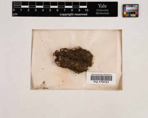 Plantae