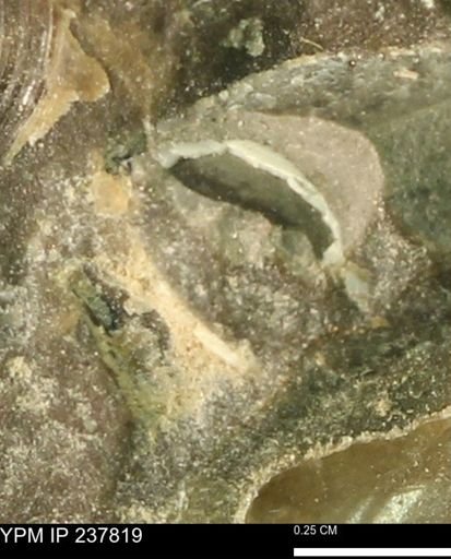 Limopsis striatopunctatus