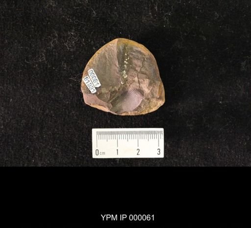 Orthomylacris contorta