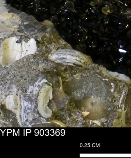 undet. Mollusca