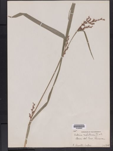 Scleria