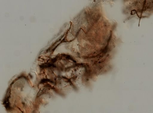 Ircinia cf. fasciculata
